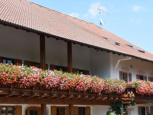 Allgäuer Blütenpracht