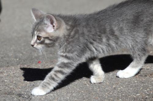 Unsere kleine Schmusekatzen auf Entdeckungstour