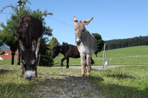 Unsere Esel