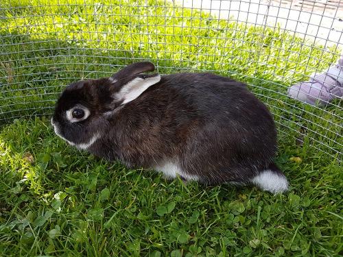hase