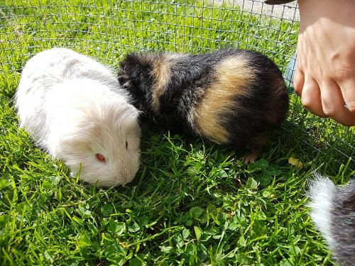 meerschweinchen