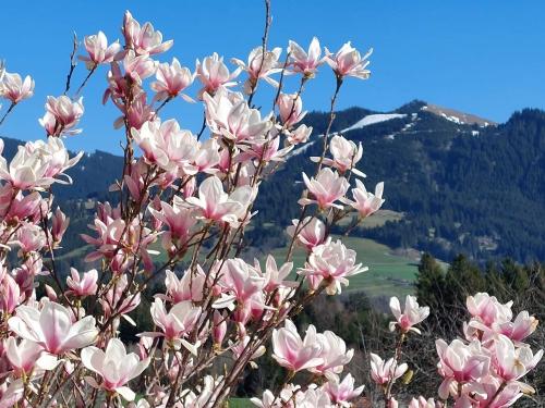 Magnolie mit Bergblick