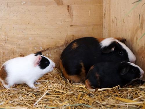 Meerschweinchen Meerschweinchen