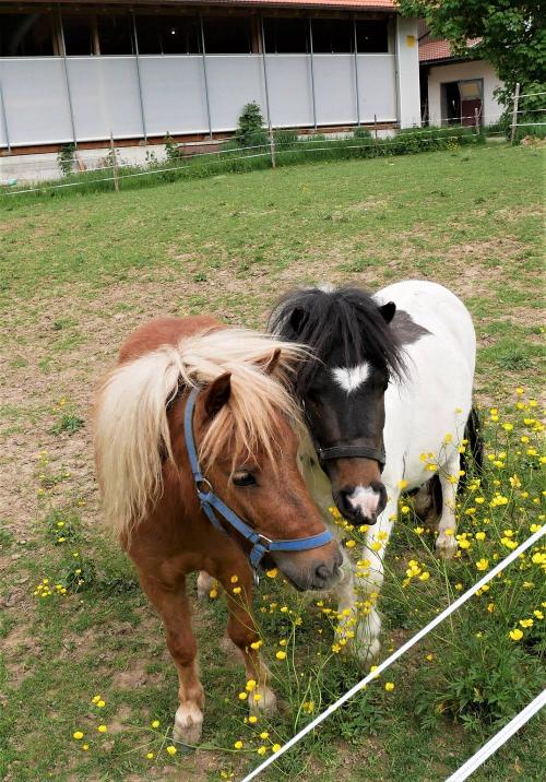 Unsere Ponys Libby und Matteo