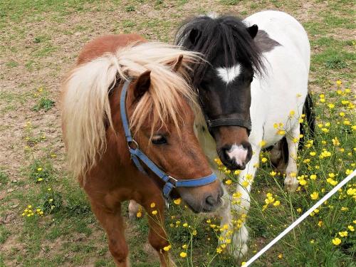 Unsere Ponys Libby und Matteo Unsere Ponys Libby und Matteo