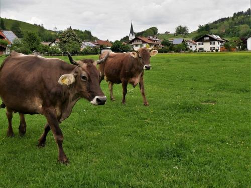 Weide vor dem Hof Weide vor dem Hof