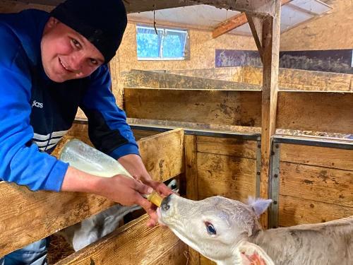 Kälbchen Tränken Kälbchen Tränken