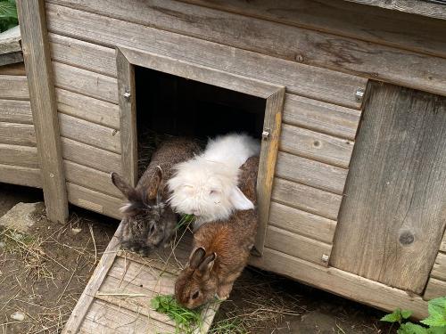 Unsere Kaninchen Unsere Kaninchen