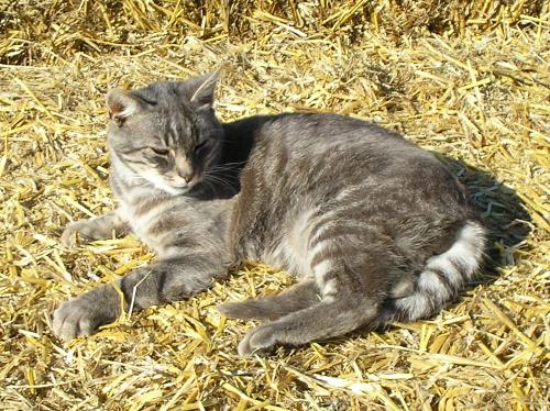 Katze