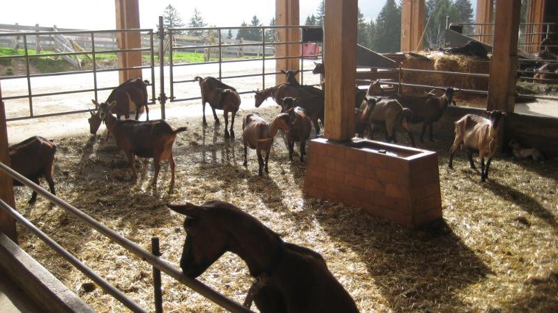 Unser Ziegenstall mit viel Platz