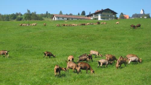 Hof mit Ziegenweide