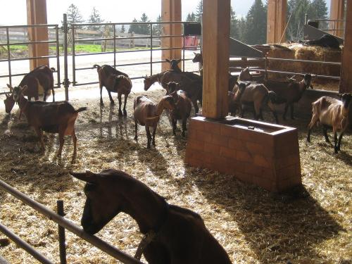 Unser Ziegenstall mit viel Platz