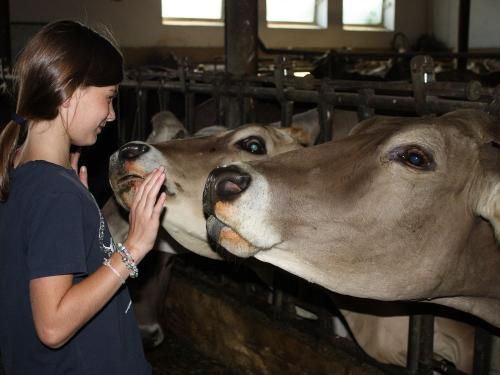 unsere Kühe unsere Kühe