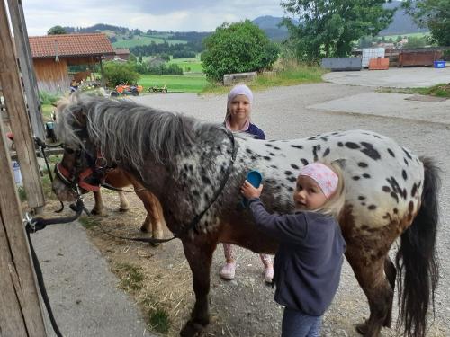 Ponys striegeln Ponys striegeln