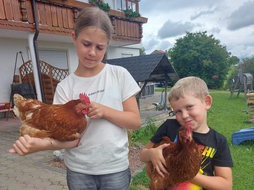 Spaß mit den Hühnern Spaß mit den Hühnern