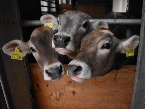 Unsere Kälber Unsere Kälber