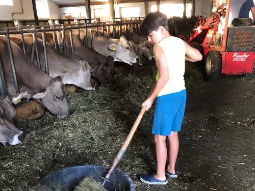 Mithelfen bei der Stallarbeit Mithelfen bei der Stallarbeit