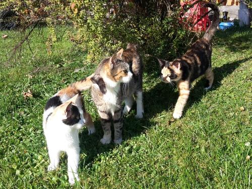 Unsere verspielten Katzen Unsere verspielten Katzen