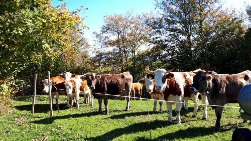 Unsere Tiere