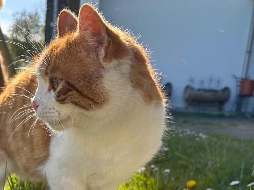 Unsere Katze Luggi Unsere Katze Luggi