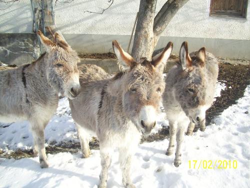 Esel im Winter