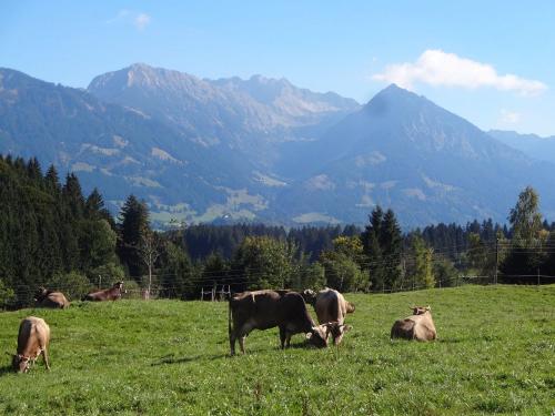 Unsere glücklichen Kühe