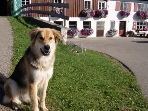 unserbraverhofhund