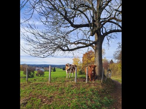 Hochlandrind Mia mit Eddy auf der Weide