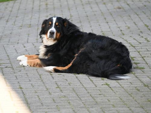 Bernsennen Hund Leni