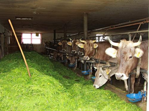 Kühe im Stall