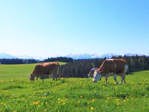 Unsere Kühe verbringen von Frühling bis Herbst ihren Tag auf der Weide