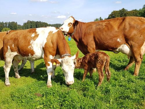 Auf der Weide wurde ein Kalb geboren