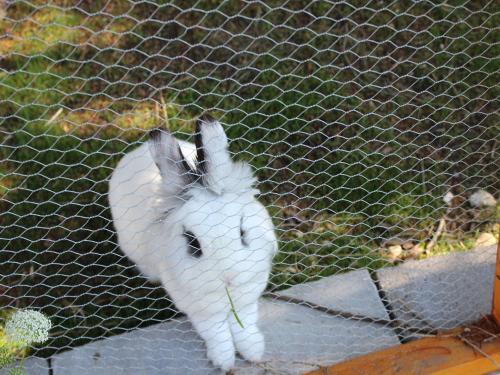 Unser Zwergkaninchen Knopfi