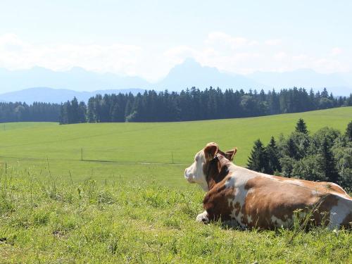 Kuh Emma genießt den Ausblick