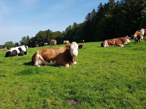 Die Tiere dürfen von Frühling bis Spätherbst jeden Tag auf die Weide