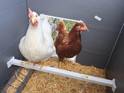 Schneewittchen und Frieda