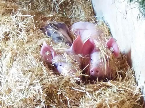 Unsere Schweine* Flecki und Rosali fühlen sich SAUwohl (*saisonbedingt)