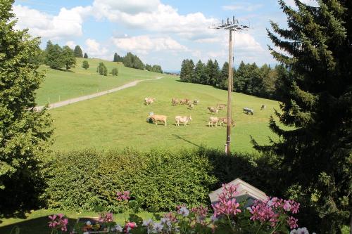 Kühe