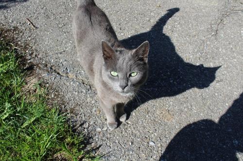 Katze Lili