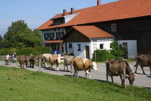 Wenn ihr früh aufsteht, könnt ihr beim Austreiben helfen