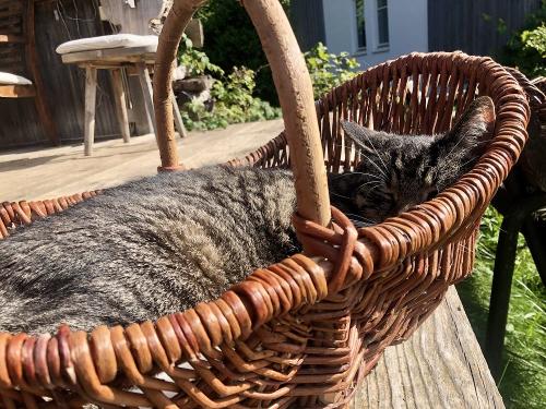 Entspannen am Hof: Kater "Musso" macht's vor.
