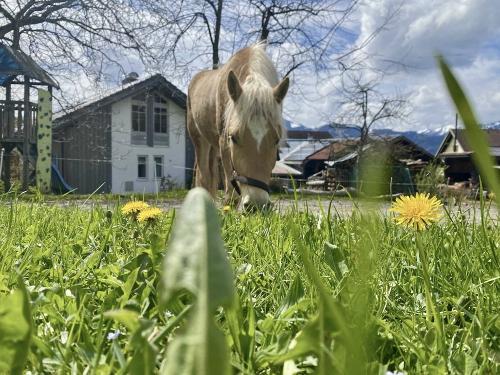 Hafi Nuri grast im Garten
