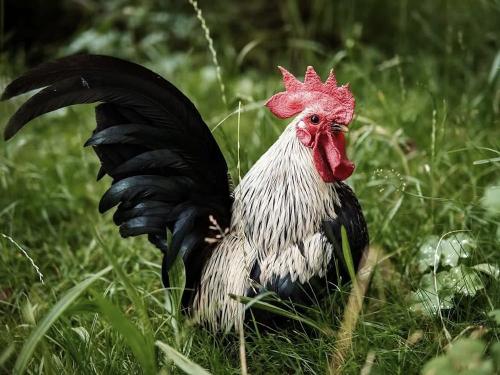 Liebling der Herzen: Zwerghahn "El Chabo"