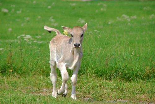 Kalb