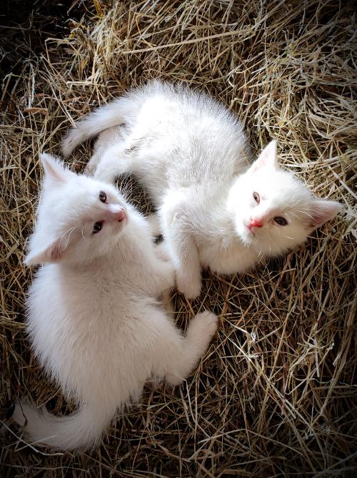 Katzen Katzen