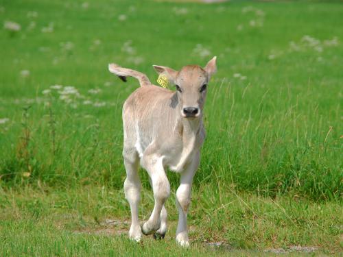 Kalb Kalb
