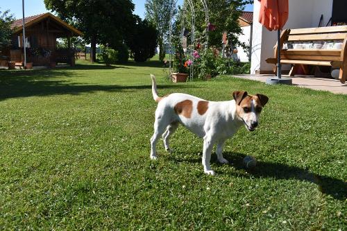 Hofhund EVI