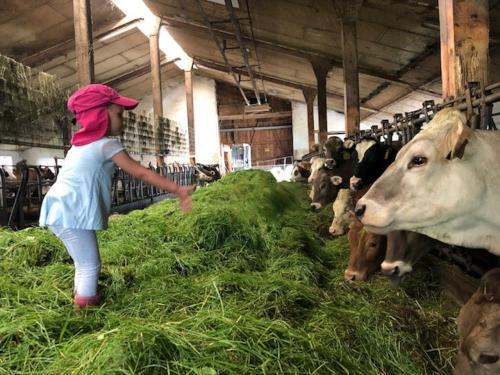 Kühe füttern Kühe füttern