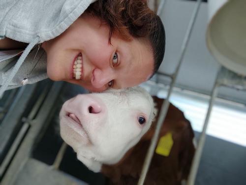 Mit den Kälbchen spielen Mit den Kälbchen spielen