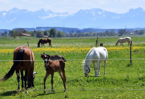 unsere Fohlen